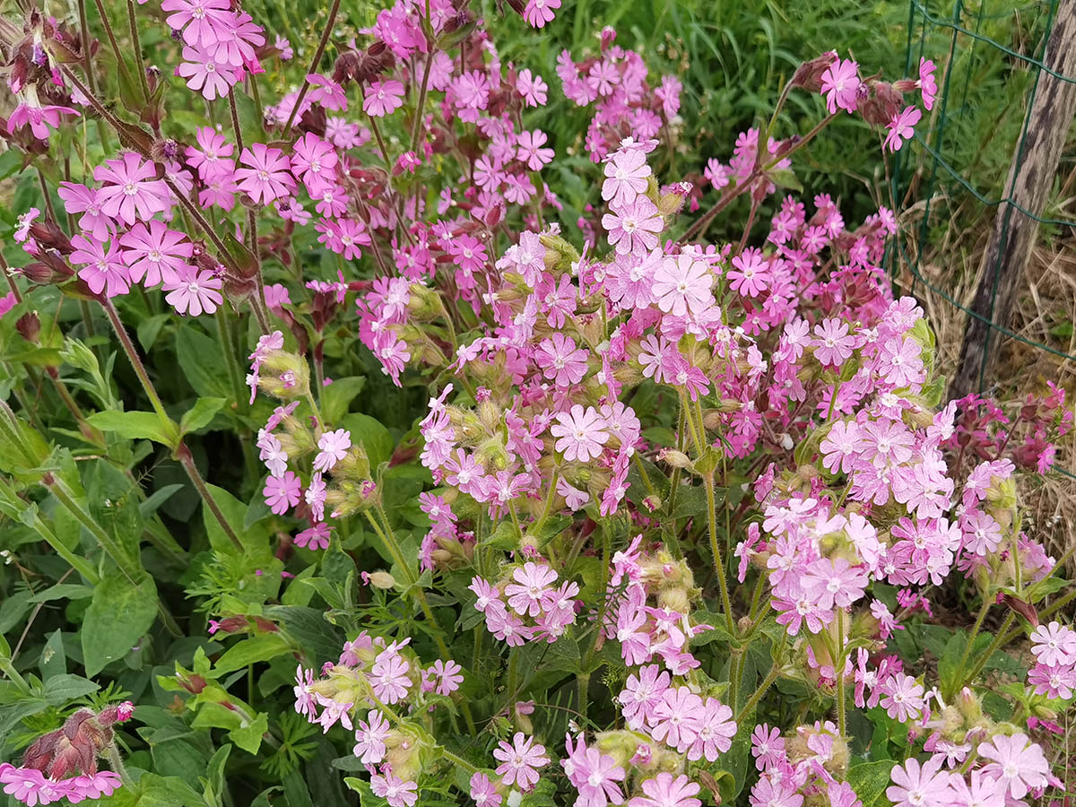 Silene dioica